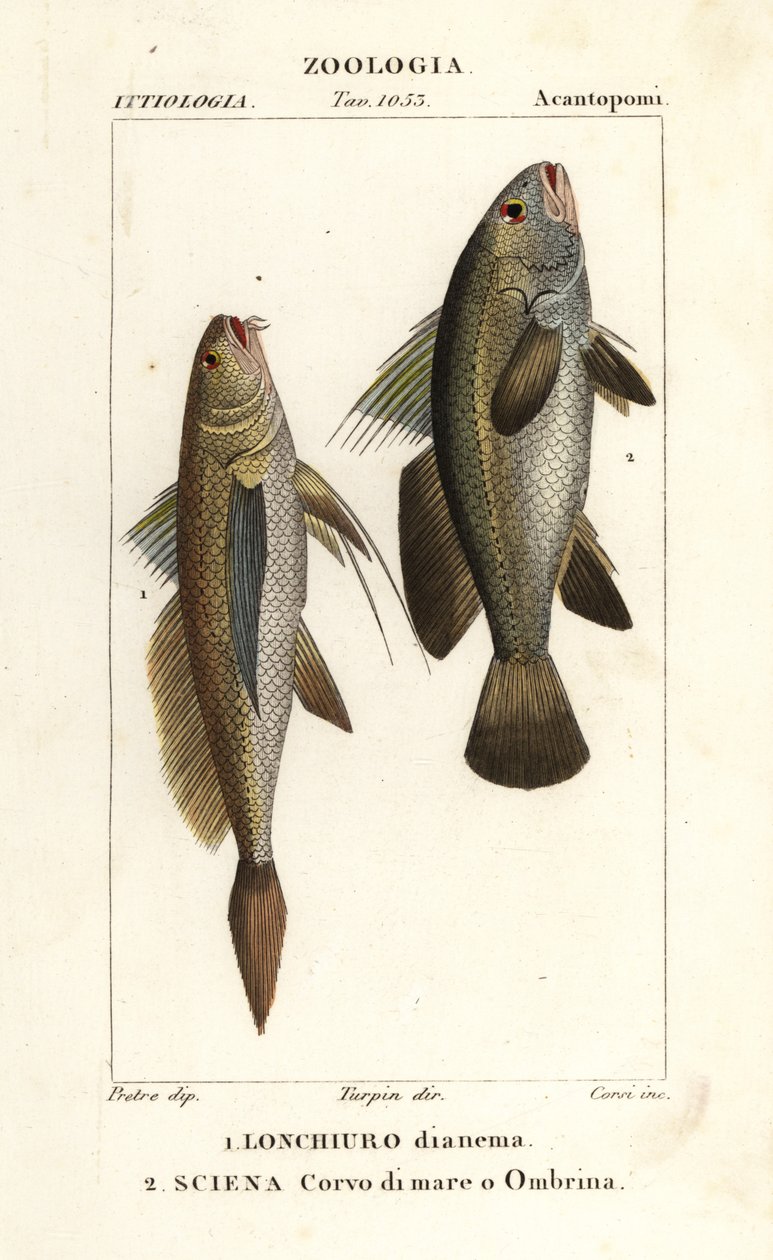 Longtail şarlatan, Lonchurus lanceolatus 1 ve yetersiz, şarlatan, levrek, gölge balığı, Argyrosomus regius 2 by Corsi Corsi