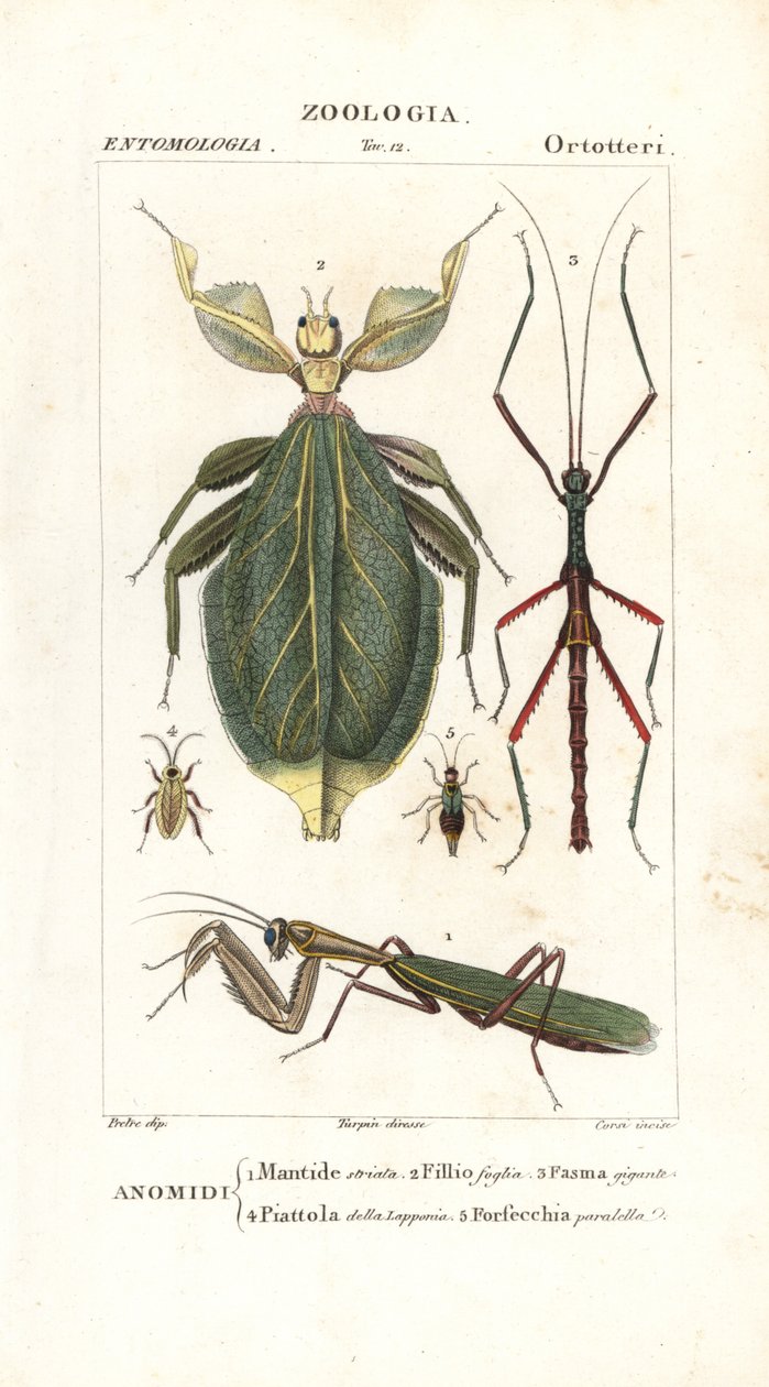 Mantis, yaprak böceği, sopa böceği vb. by Corsi Corsi