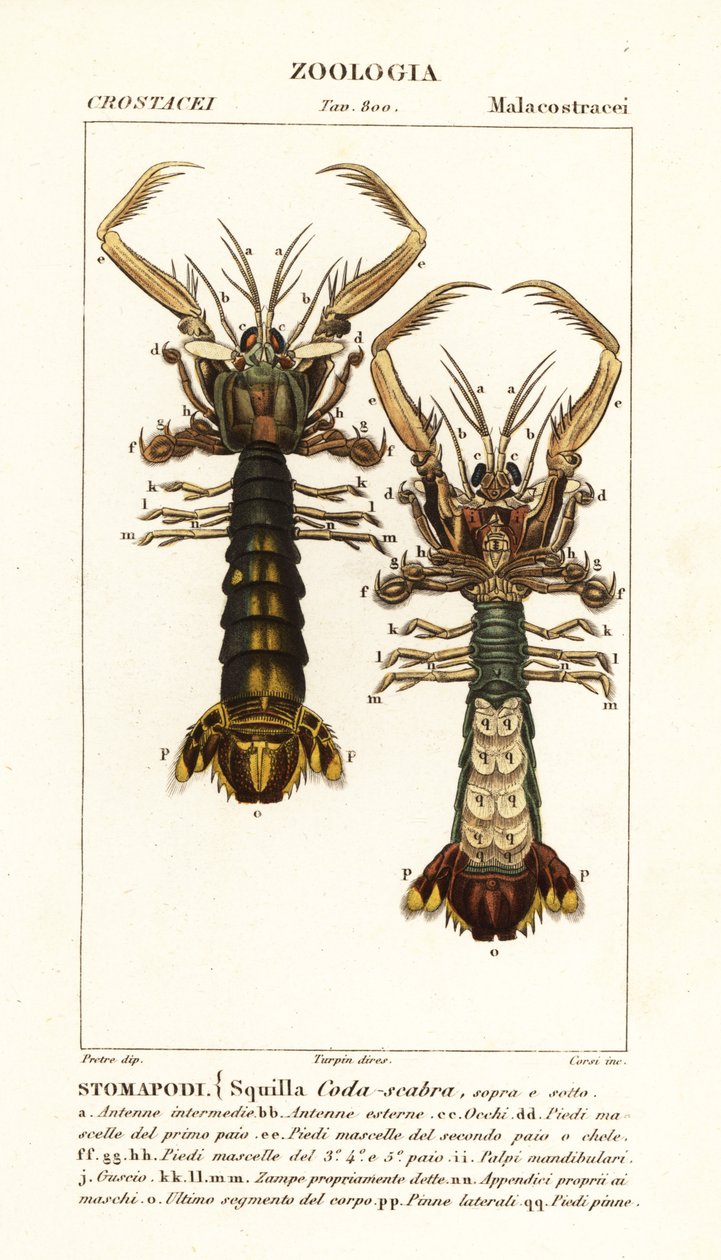 Mantis karidesi, Lysiosquilla scabricauda by Corsi Corsi