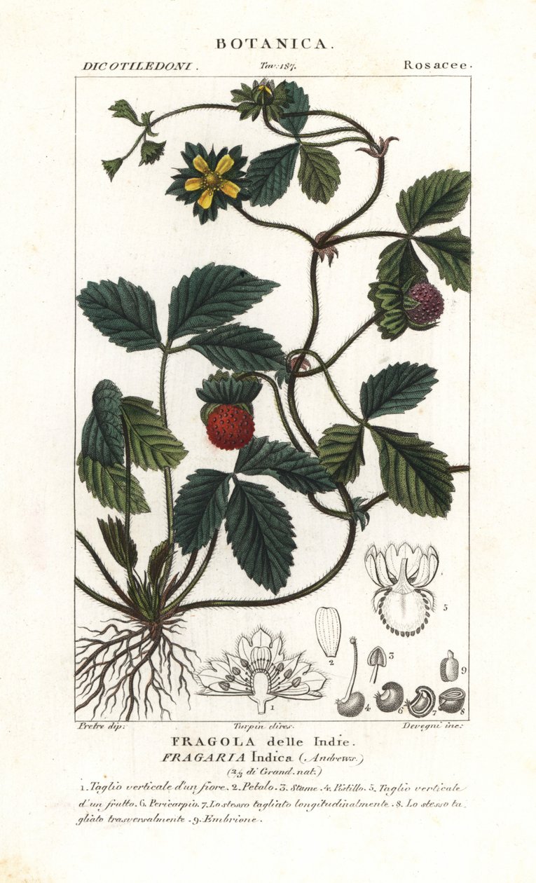 Sahte çilek, Potentilla indica by Corsi Corsi