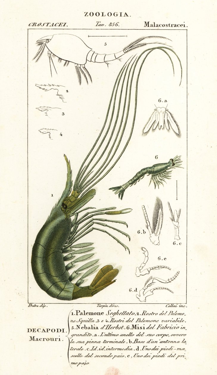 Narwhal Karides, Leptostracan ve Mysid Karides by Corsi Corsi