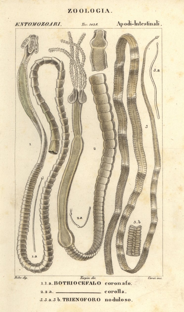 Parazit solucanlar ve tenyalar, Bothriocephalus coronatus 1, Bothriocephalus corolla 2 ve turna tenyası, Triaenophorus nodulosus 3 by Corsi Corsi