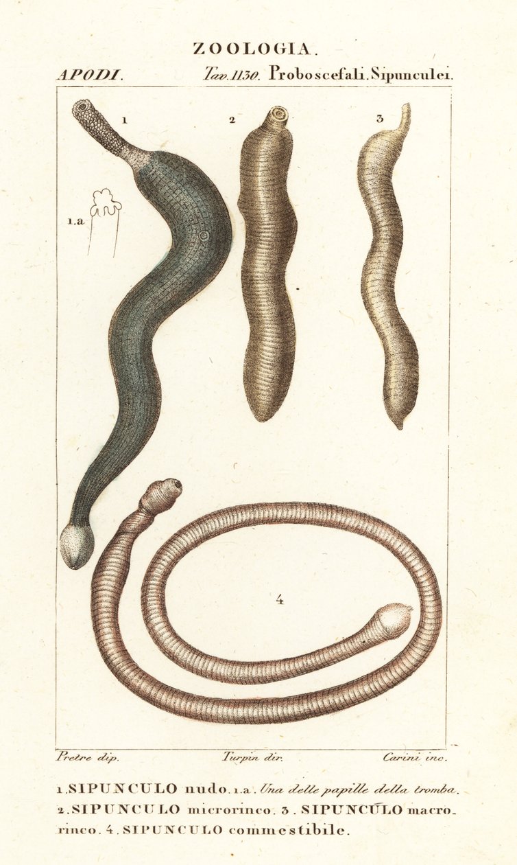 Fıstık solucanları, Sipunculus nudus 1, Siphonosoma cumanense 4, vb. by Corsi Corsi