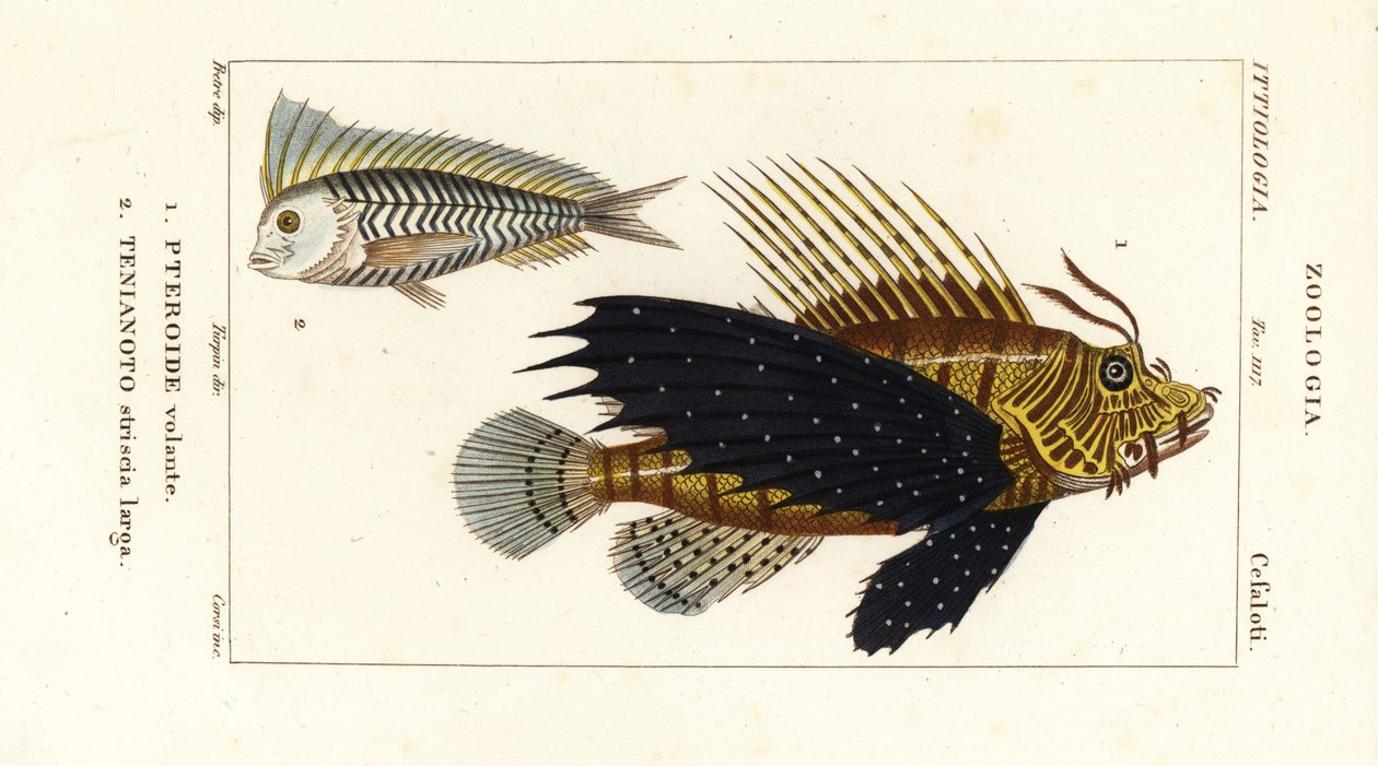 Kırmızı aslan balığı, uçan pterois, uçan pteroit 1 ve mavi lanquillo, Taenianotus latovittatus, büyük çizgili by Corsi Corsi