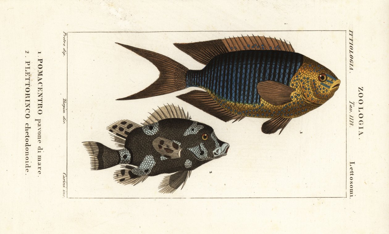 Safir hanım, Pomacentrus pavo, pavone di mare 1 ve alacalı tatlı dudaklar, Plectorhinchus chaetodonoides, Plettorinco chetodonoides 2 by Corsi Corsi