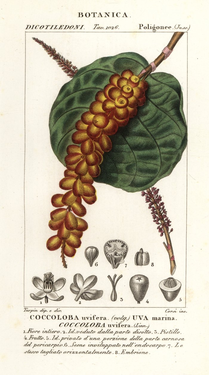 Deniz üzümü veya baygrape, Coccoloba uvifera, Deniz üzümü by Corsi Corsi