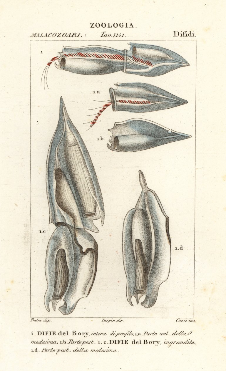 Sifonoforlar, Diphyes dispar, Diphyes boryi, Difie del Bory by Corsi Corsi