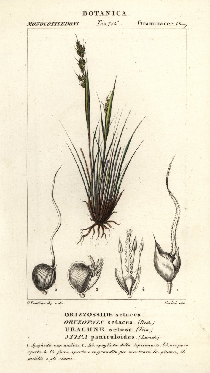 Mızrak otu, Piptochaetium panicoides by Corsi Corsi