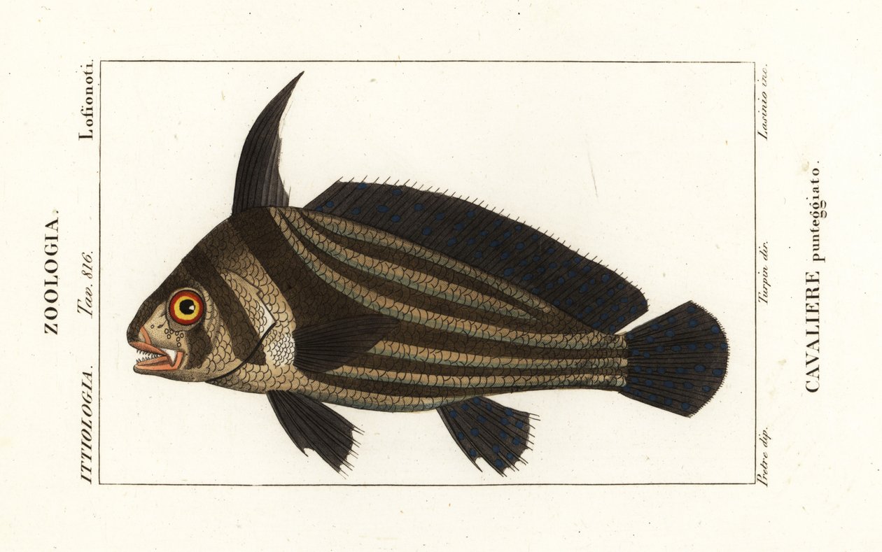 Benekli davul, Cavaliere punteggiato by Corsi Corsi