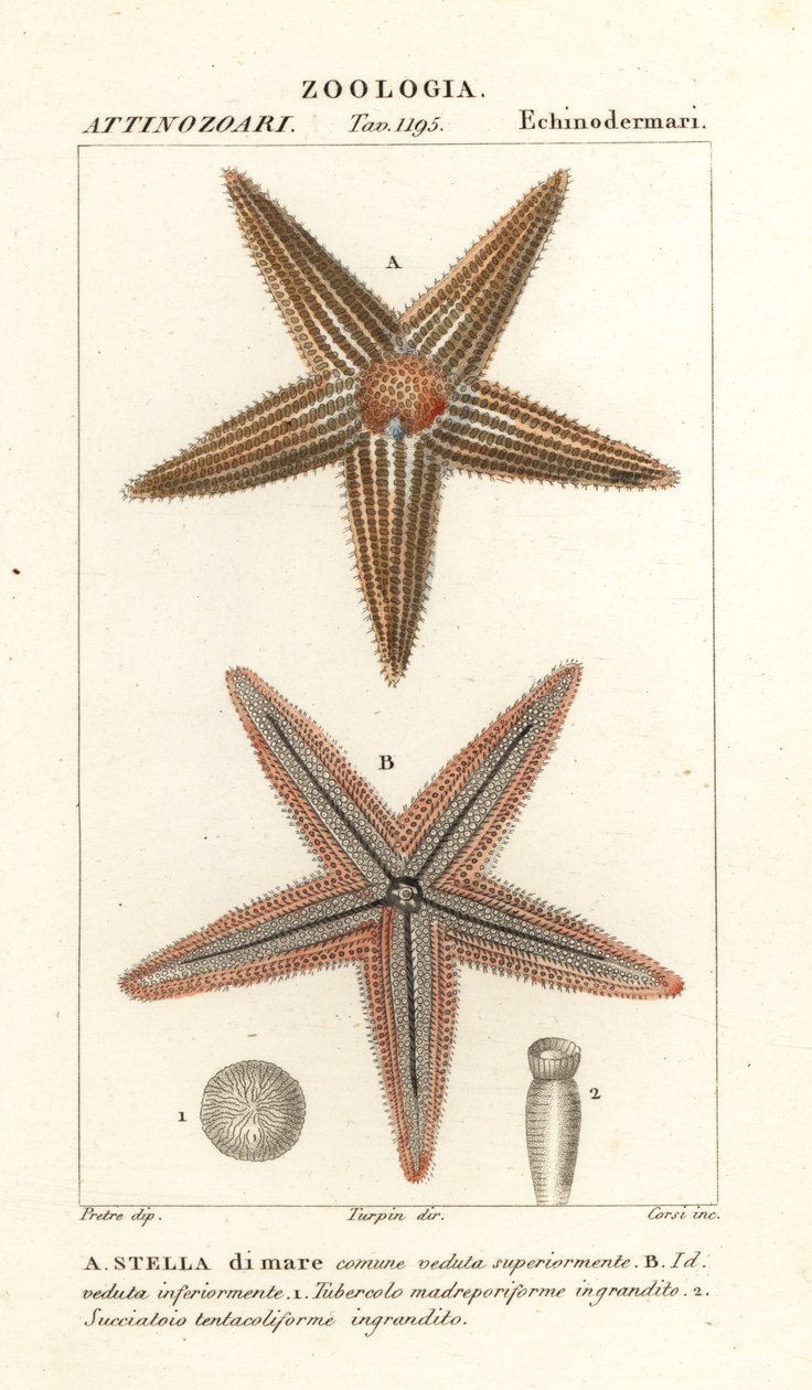 Deniz yıldızı veya deniz yıldızı, Asterias rubens by Corsi Corsi
