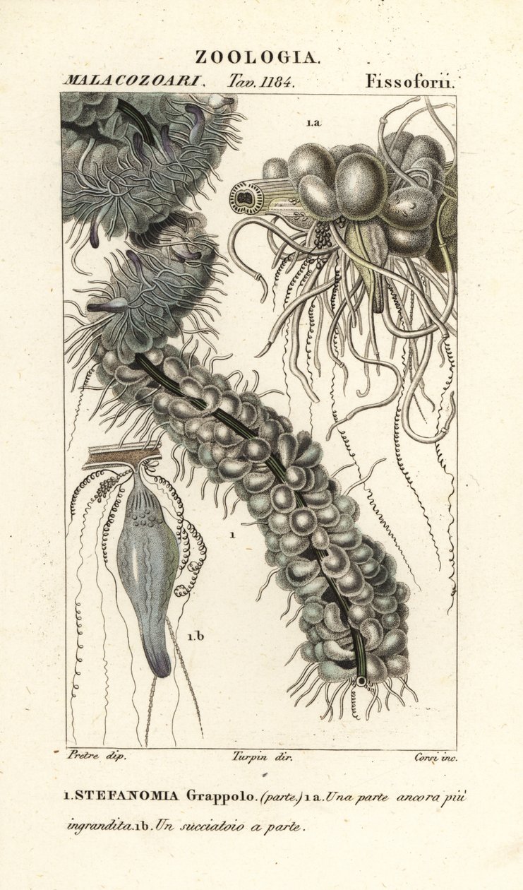İp denizanası, Apolemia uvaria (Stephanomia uvaria, Stefanomia demeti) by Corsi Corsi