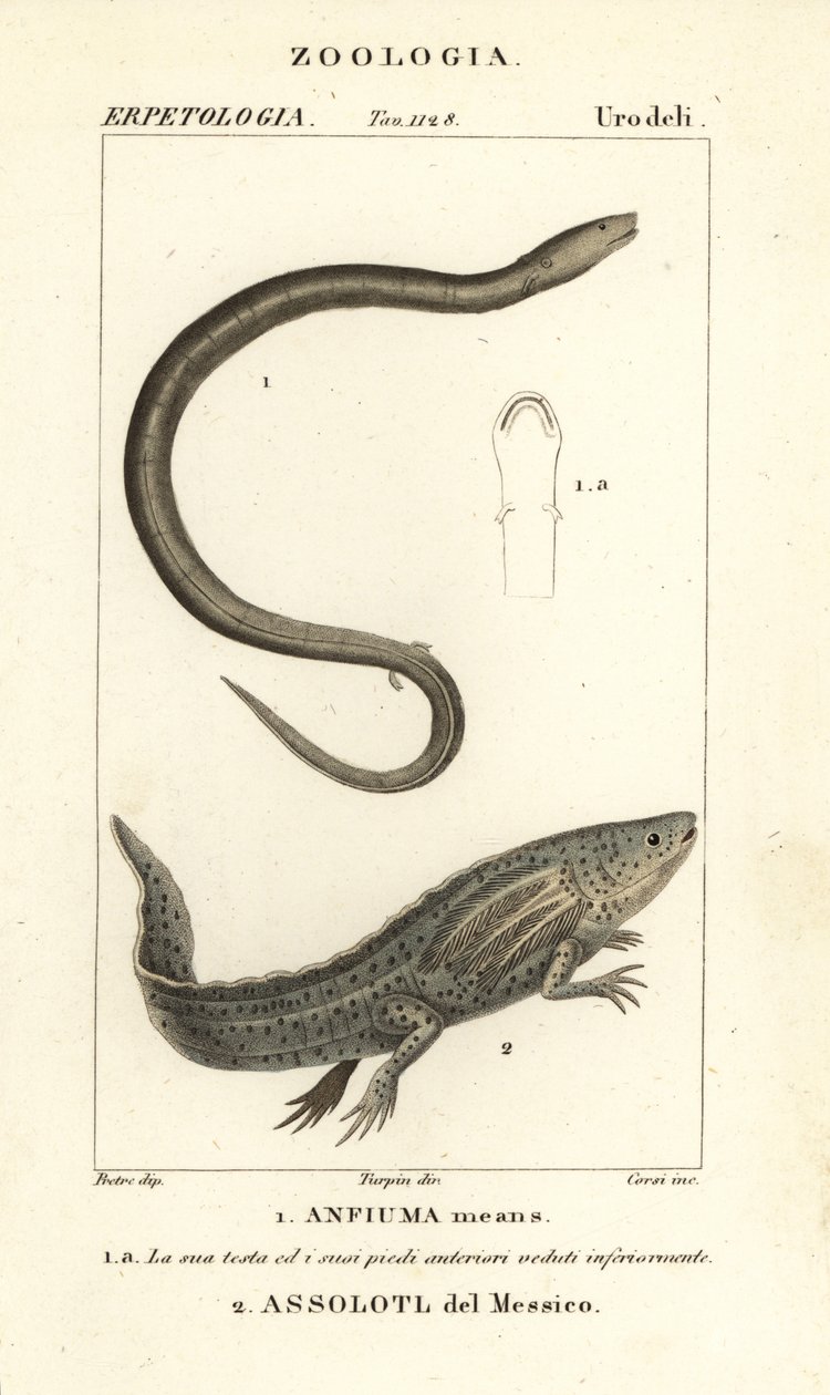 İki parmaklı amphiuma, Amphiuma anlamına gelir, Anfiuma 1 anlamına gelir ve kritik olarak nesli tükenmekte olan aksolotl veya Meksikalı yürüyen balık, Ambystoma mexicanum, Assolotl del Messico 2 by Corsi Corsi