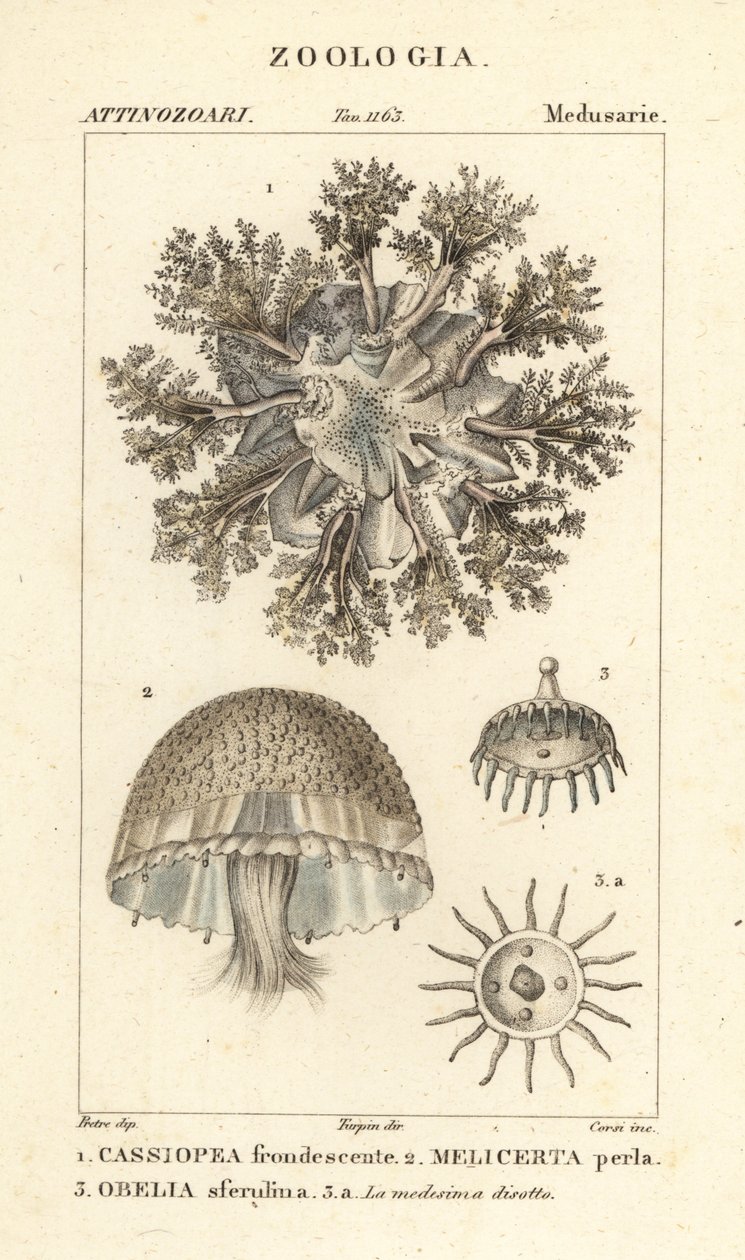 Baş aşağı denizanası, Cassiopea frondosa 1, Melicertum tür 2 ve obelia polip 3 by Corsi Corsi