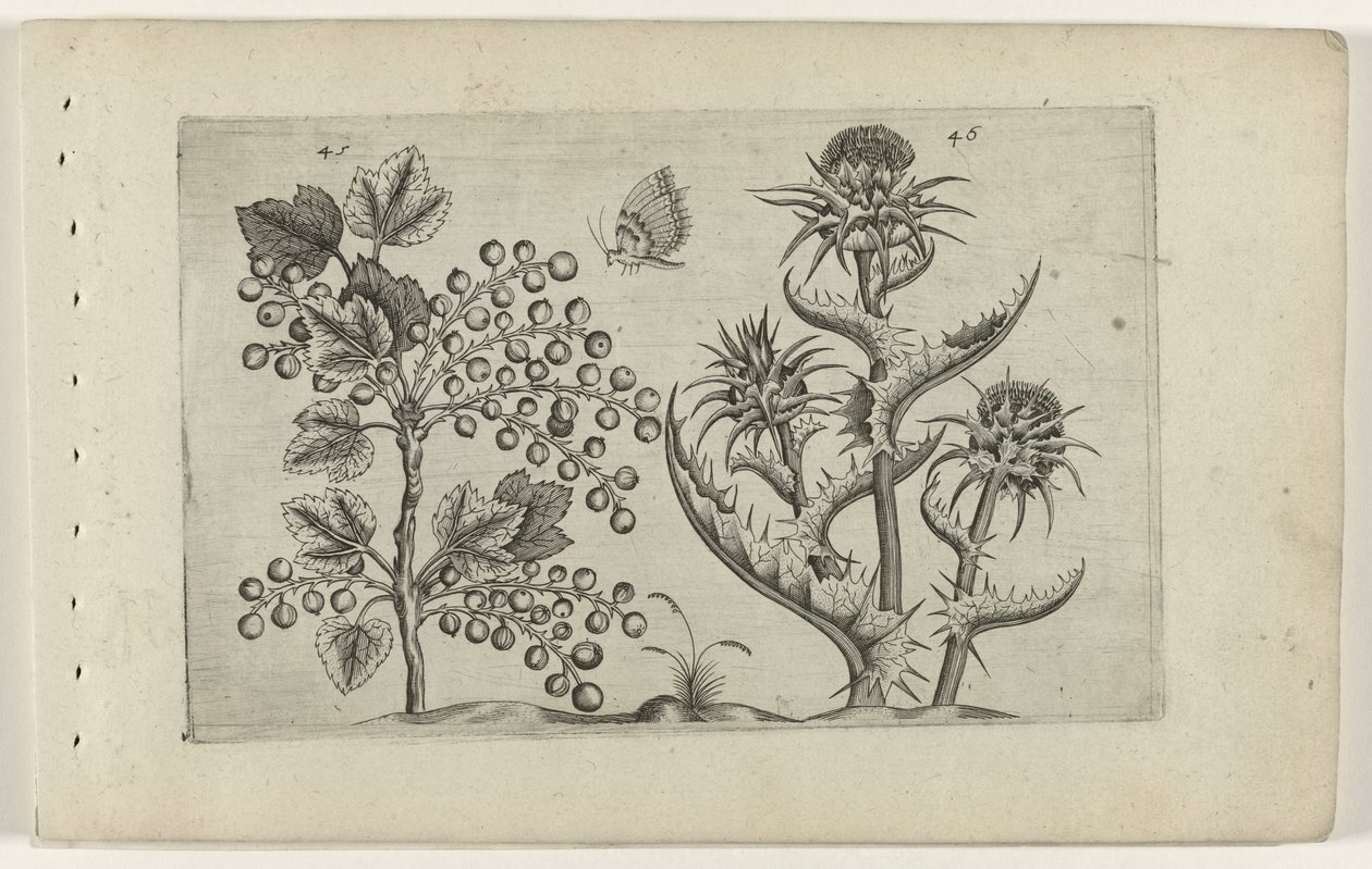 Aalbes en Mariadistel Zambakları bilin (dizi adı) by Crispijn van de Passe (I) (attributed to)