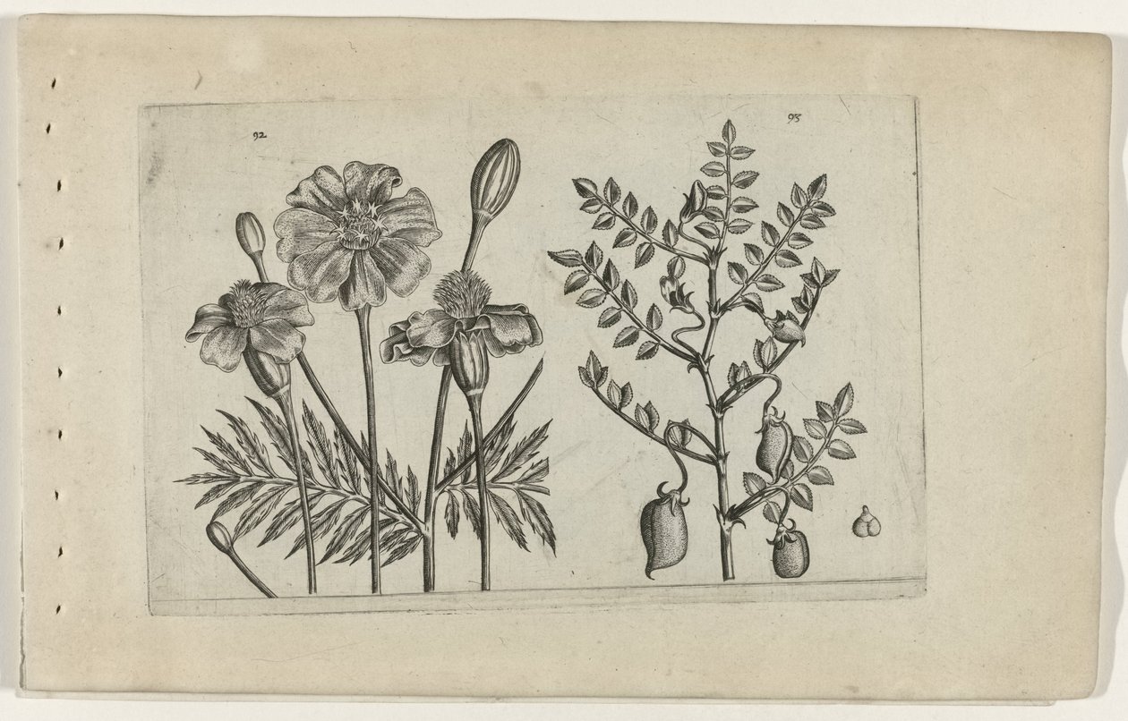 Tagetes ve nohut Cognoscite lilia (dizi adı) by Crispijn van de Passe (I) (attributed to)