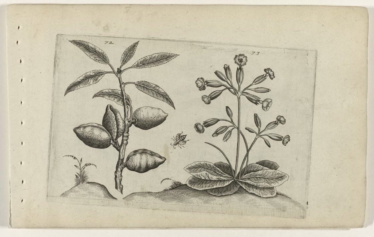 Amandelboom en gulden sleutelbloem Zambakları bilin (dizi adı) by Crispijn van de Passe (I) (attributed to)