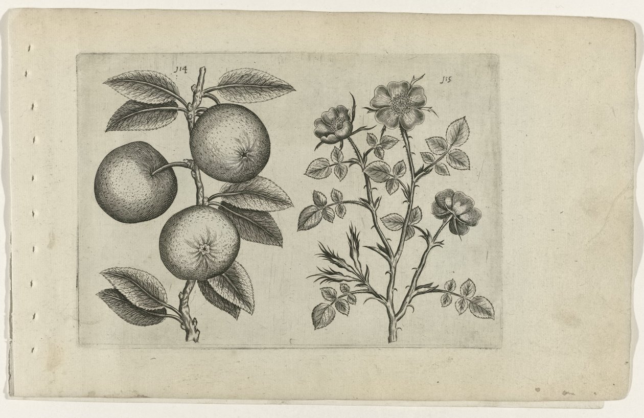 elma ve köpek gülü Cognoscite lilia (dizi adı) by Crispijn van de Passe (I) (attributed to)