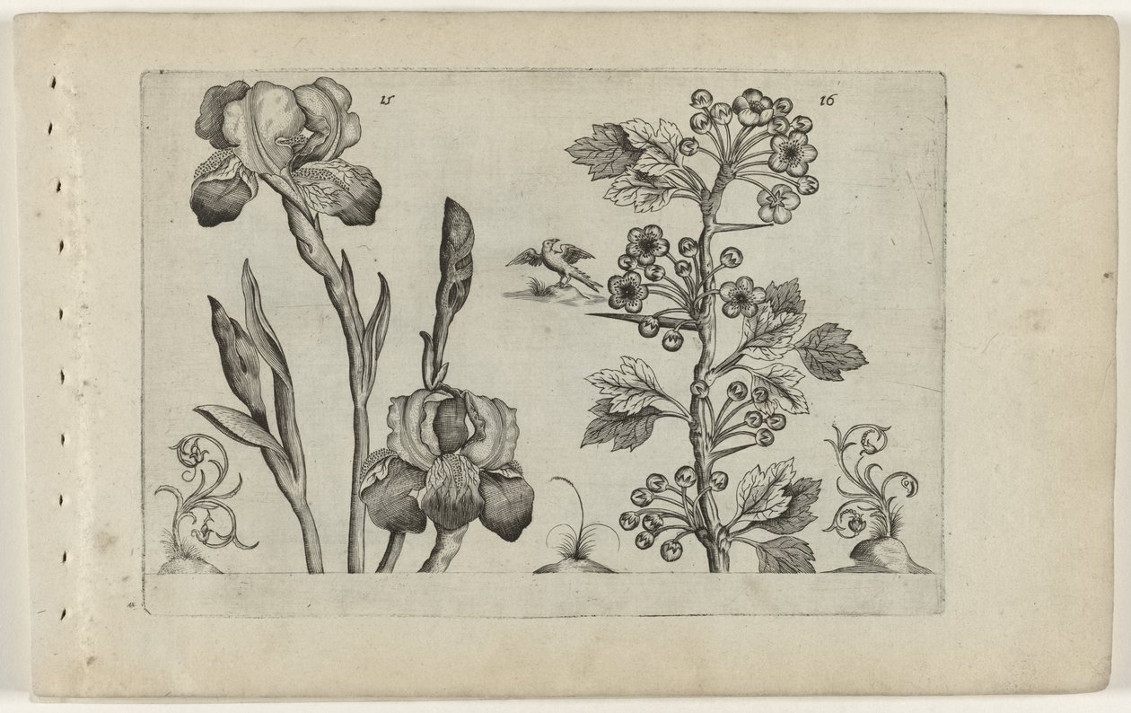 Bardiris ve coralmeidoorn Cognoscite Lily (dizi başlığı) by Crispijn van de Passe (I) (attributed to)
