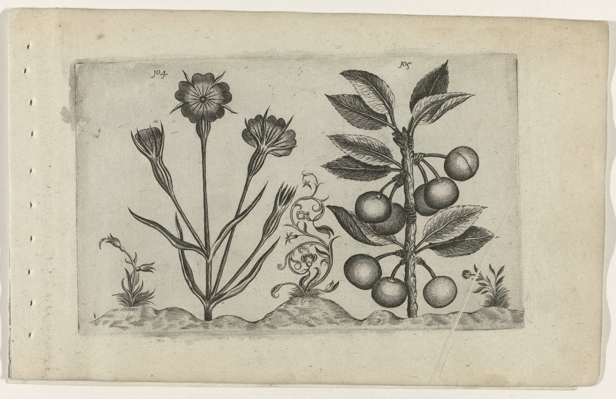 Bolderik en zure kers Zambakları bilin (dizi adı) by Crispijn van de Passe (I) (attributed to)