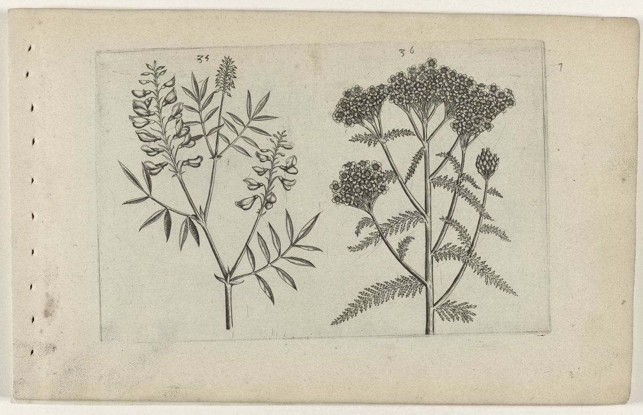 Boswikke en duizendblad Zambakları bilin (dizi adı) by Crispijn van de Passe (I) (attributed to)