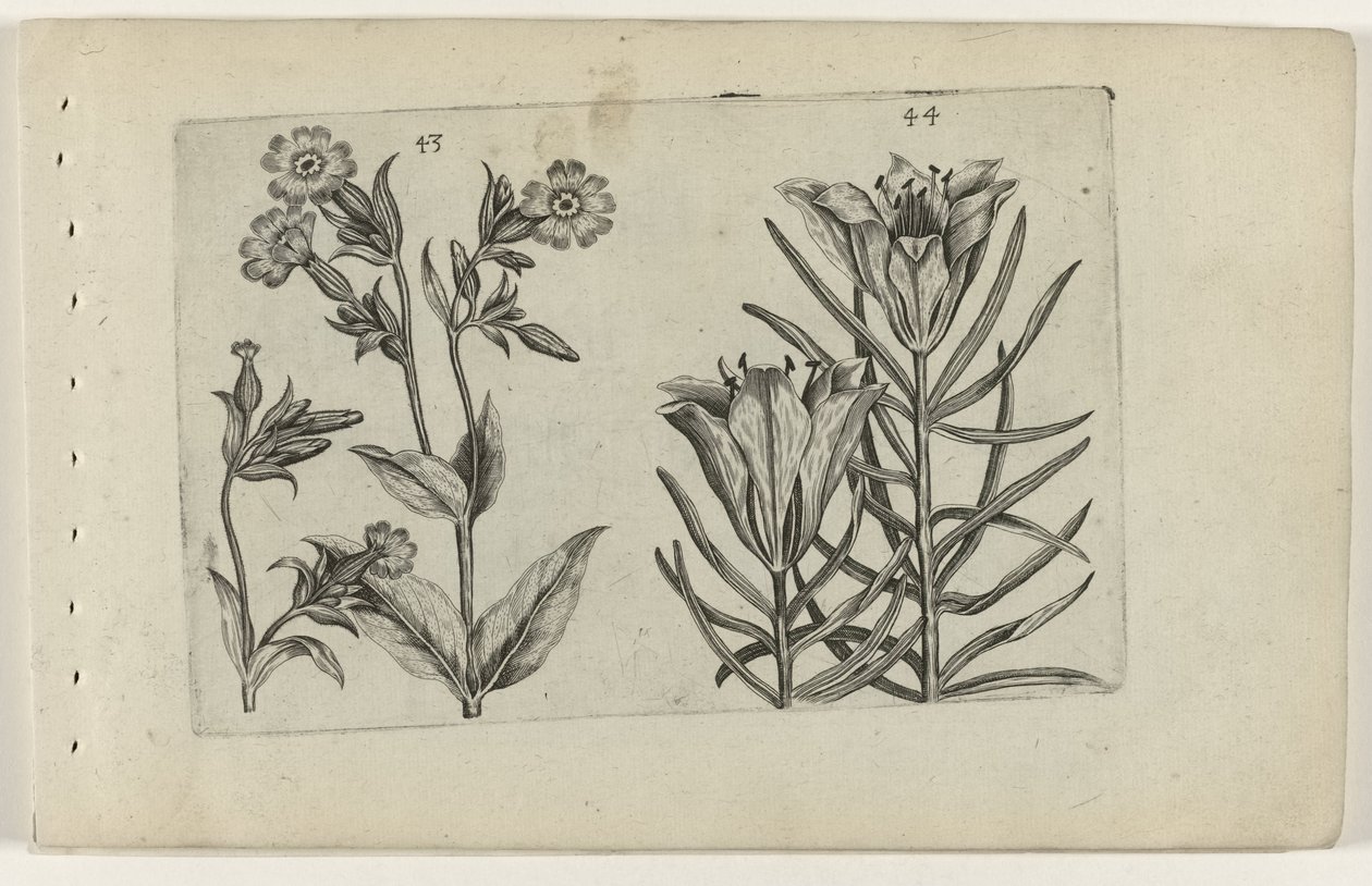 Gün guguk çiçeği ve çavdar zambağı Cognoscite lilia (dizi adı) by Crispijn van de Passe (I) (attributed to)