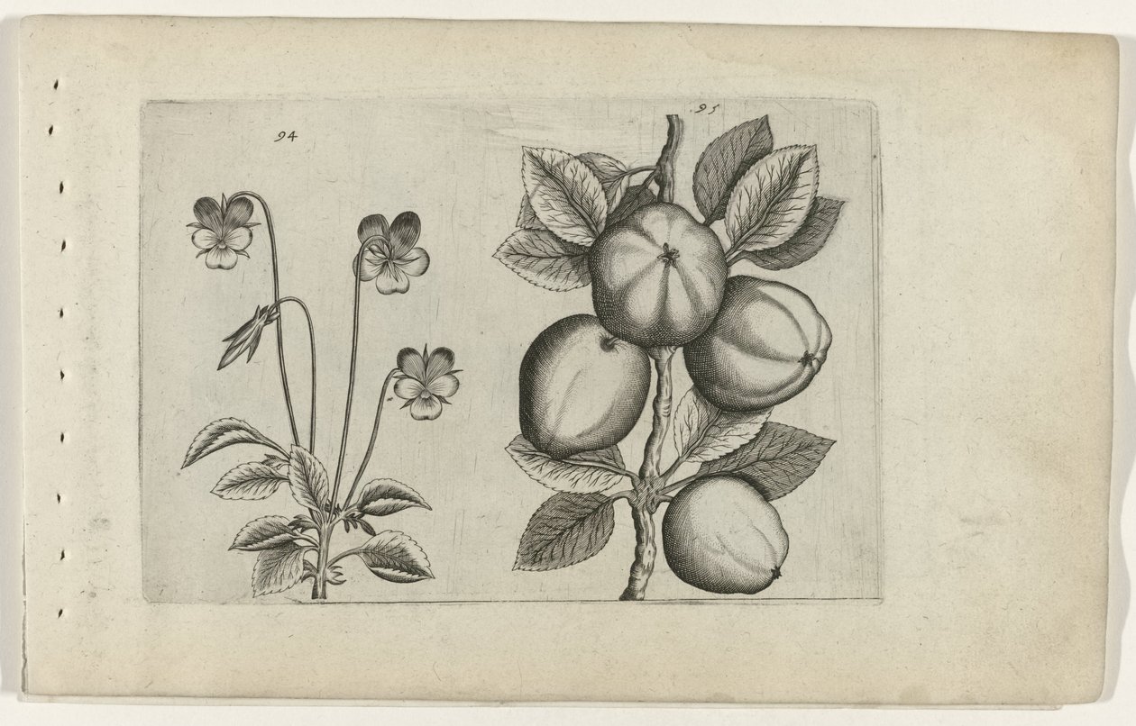 Üç renkli menekşe ve elma Cognoscite lilia (dizi adı) by Crispijn van de Passe (I) (attributed to)