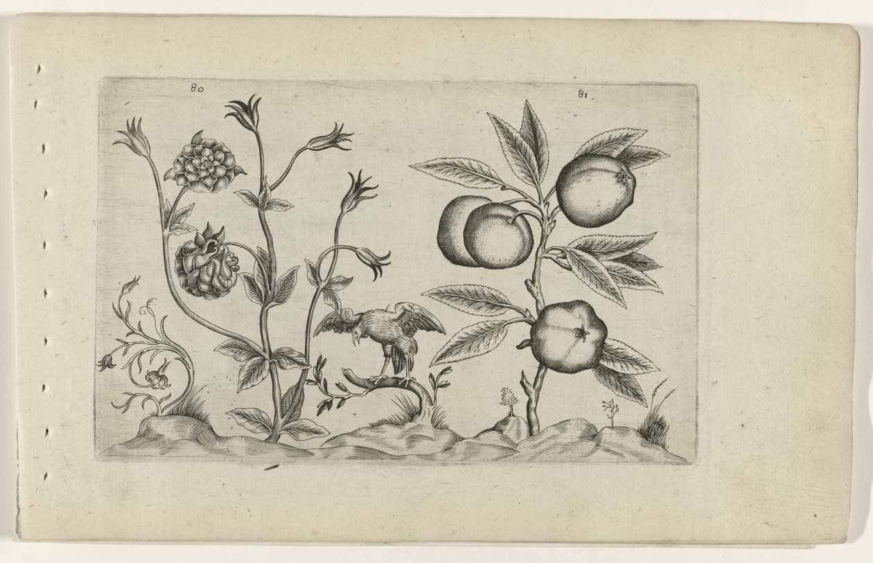 Dubbele akelei en temyiz Zambakları bilin (dizi adı) by Crispijn van de Passe (I) (attributed to)