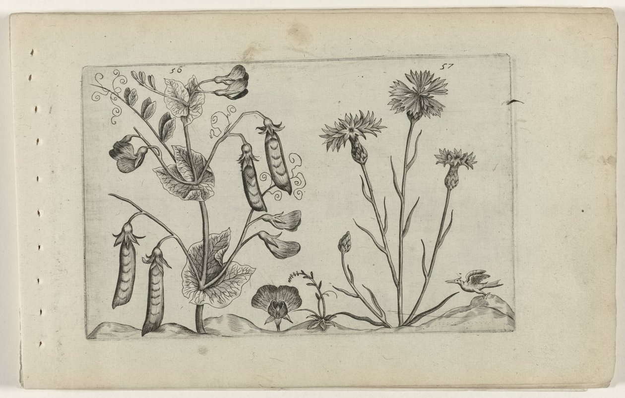 Erwt en korenbloem Zambakları bilin (dizi başlığı) by Crispijn van de Passe (I) (attributed to)