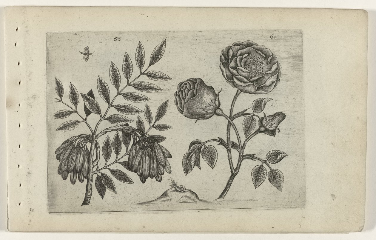 Zambakları bil (dizi başlığı) by Crispijn van de Passe (I) (attributed to)