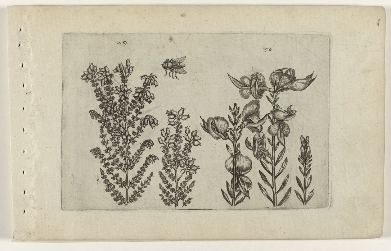 Ortak fundalık ve süpürge çalısı Cognoscite lilia (dizi adı) by Crispijn van de Passe (I) (attributed to)