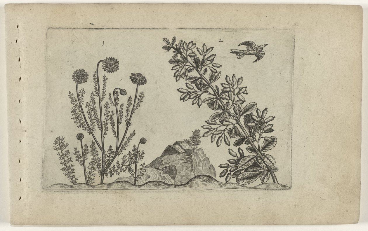 Gewone kamille en zuurbes Zambakları bilin (dizi adı) by Crispijn van de Passe (I) (attributed to)