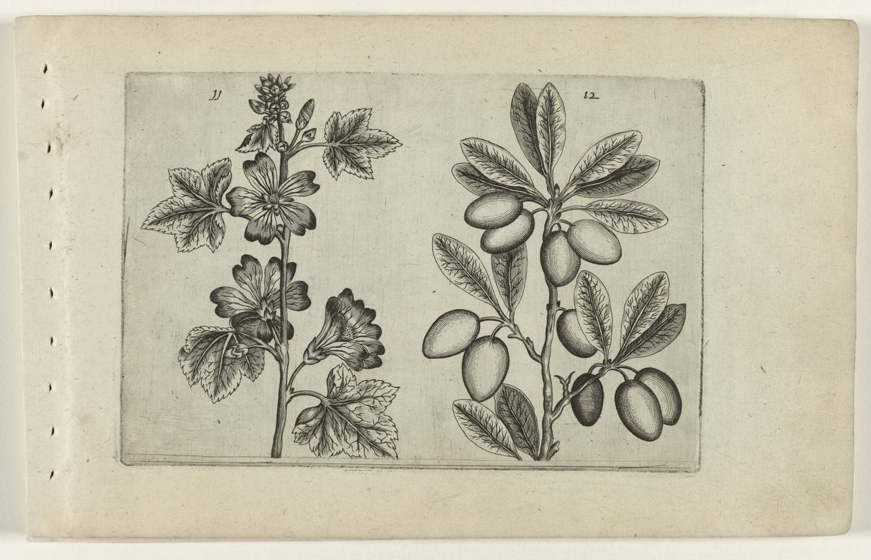 Büyük ebegümeci ve zeytin ağacı Cognoscite lilia (dizi adı) by Crispijn van de Passe (I) (attributed to)
