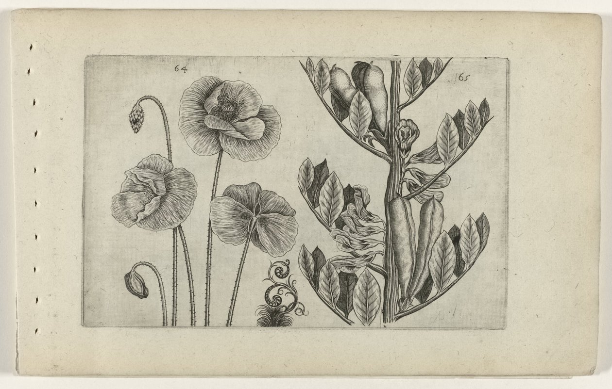 Büyük haşhaş ve bakla Cognoscite lilia (seri başlığı) by Crispijn van de Passe (I) (attributed to)