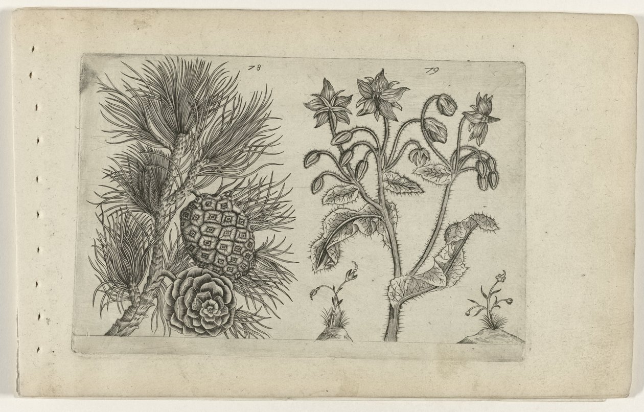 Grove den en bernagie Zambakları bilin (dizi adı) by Crispijn van de Passe (I) (attributed to)