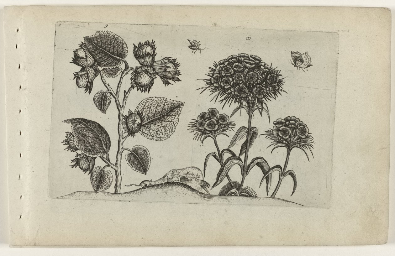 Hazel ve Sweet William Cognoscite lilia (dizi adı) by Crispijn van de Passe (I) (attributed to)