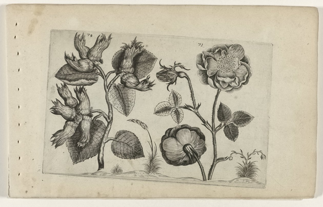 güller içinde hazelaar Cognoscite Lily (dizi başlığı) by Crispijn van de Passe (I) (attributed to)
