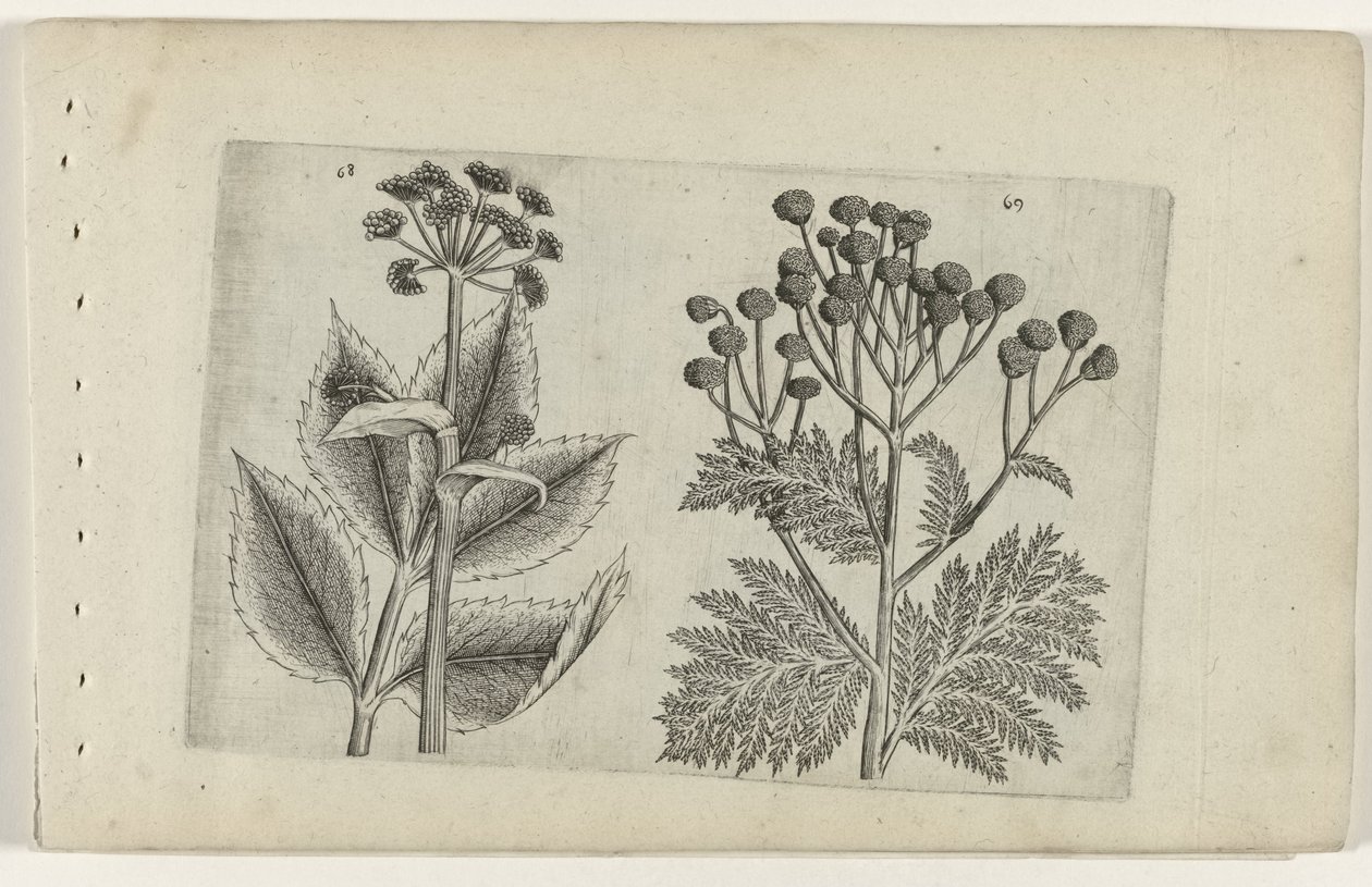 Hertswortel en boerenwormkruid Zambakları bilin (dizi adı) by Crispijn van de Passe (I) (attributed to)