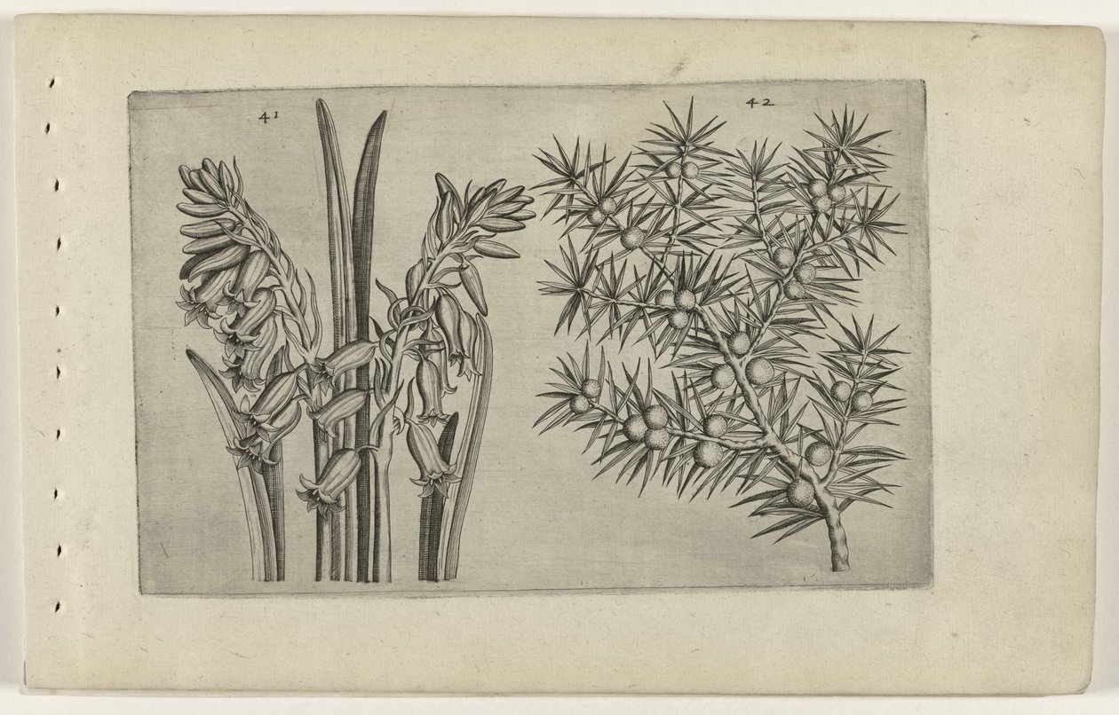 sümbül en jeneveres Zambakları bilin (dizi adı) by Crispijn van de Passe (I) (attributed to)