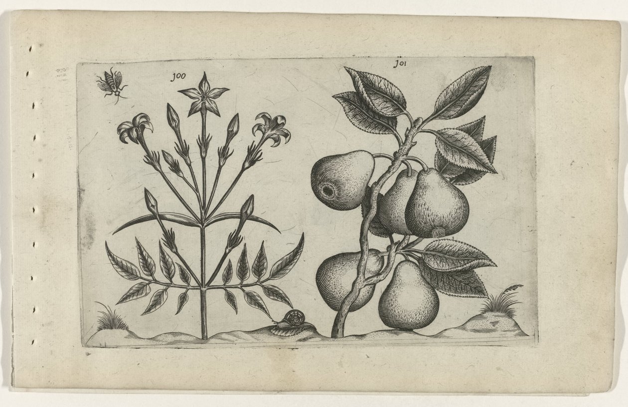 Yasemin ve armut Cognoscite lilia (dizi adı) by Crispijn van de Passe (I) (attributed to)
