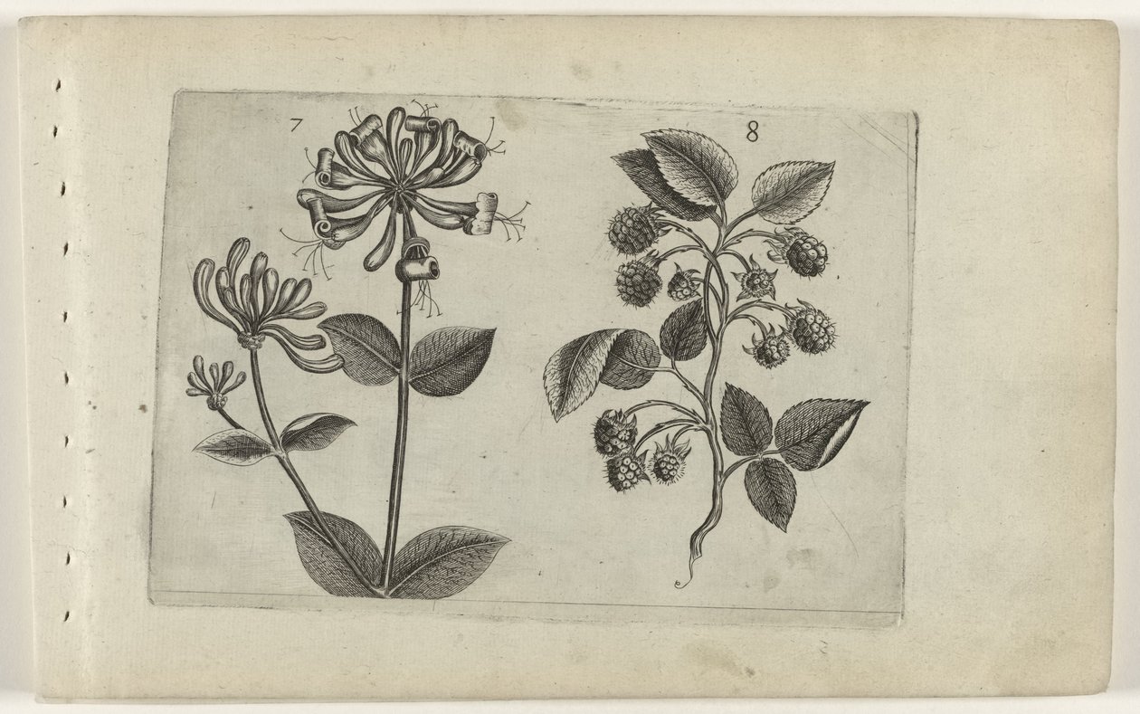 Kamperfoelie en framboos Zambakları bilin (dizi adı) by Crispijn van de Passe (I) (attributed to)