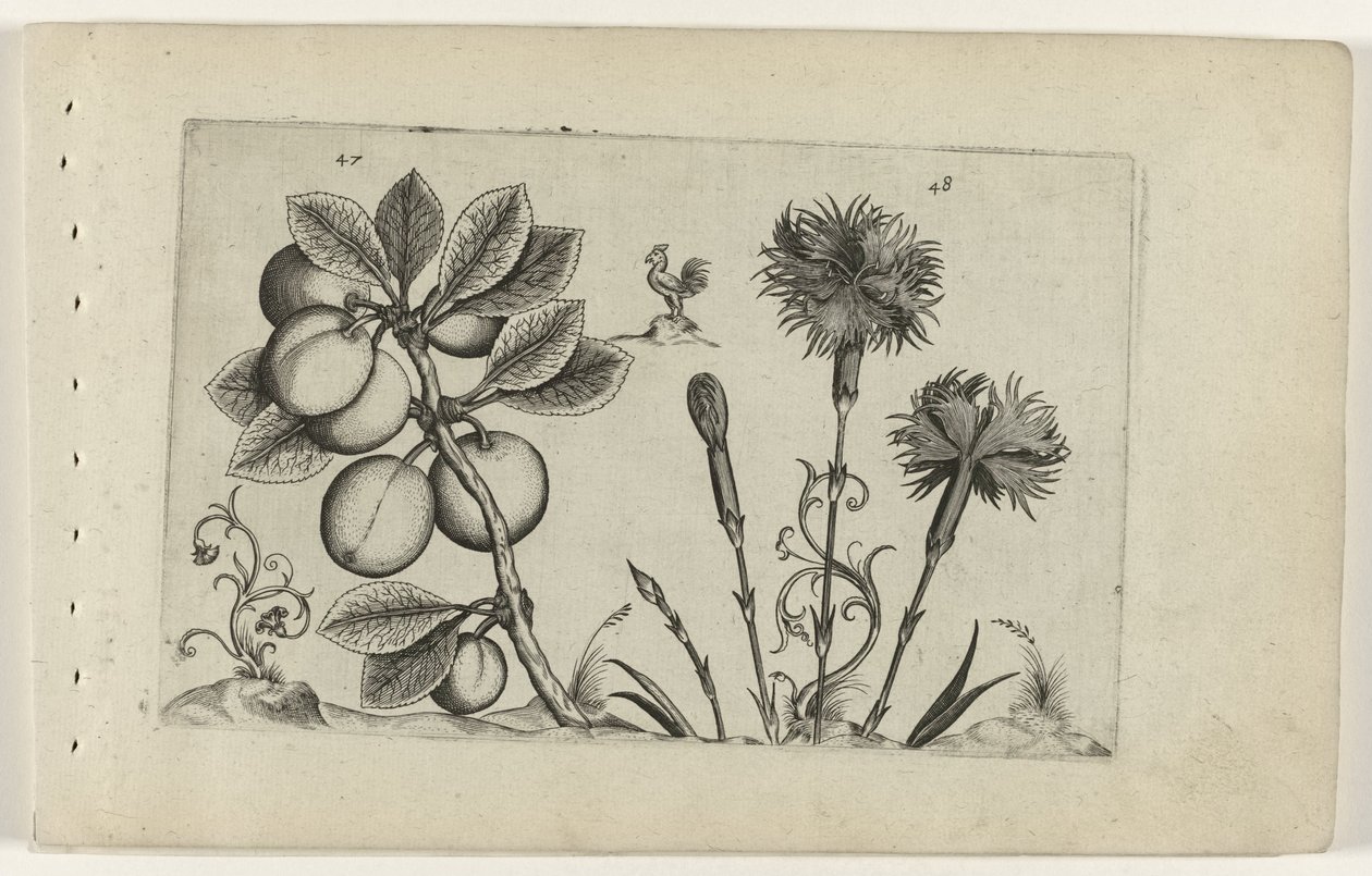 Kerspruim en tuinanjer Zambakları bilin (dizi adı) by Crispijn van de Passe (I) (attributed to)