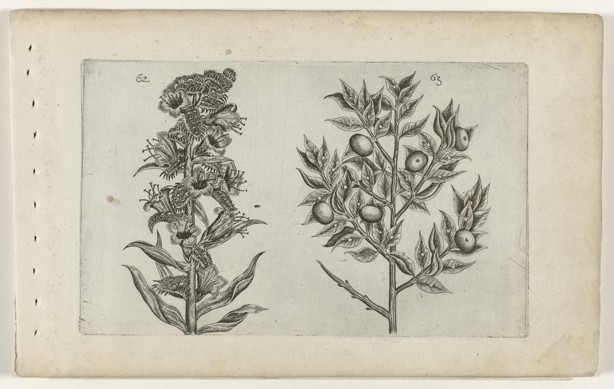 Kromhals en muisdoorn Zambakları bilin (dizi adı) by Crispijn van de Passe (I) (attributed to)