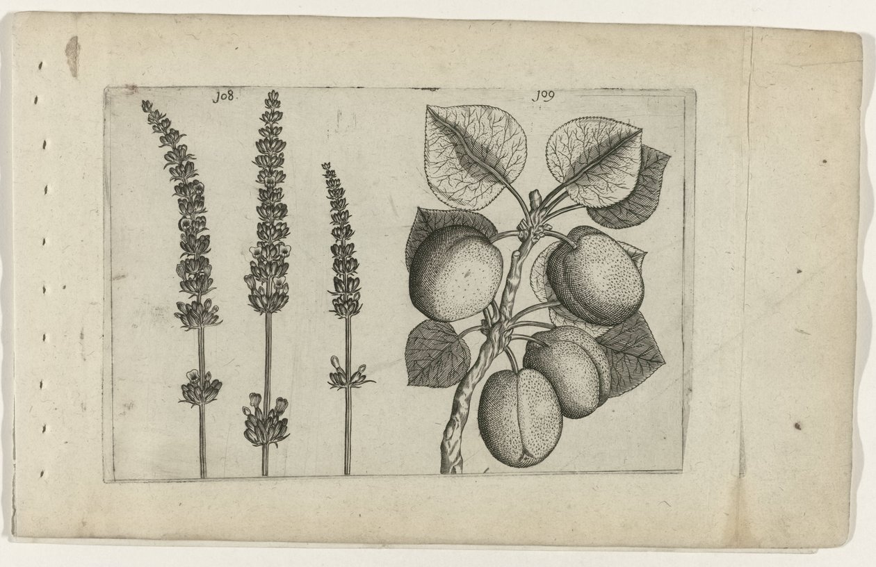 Lavanta ve abrikoos Zambakları bilin (dizi adı) by Crispijn van de Passe (I) (attributed to)