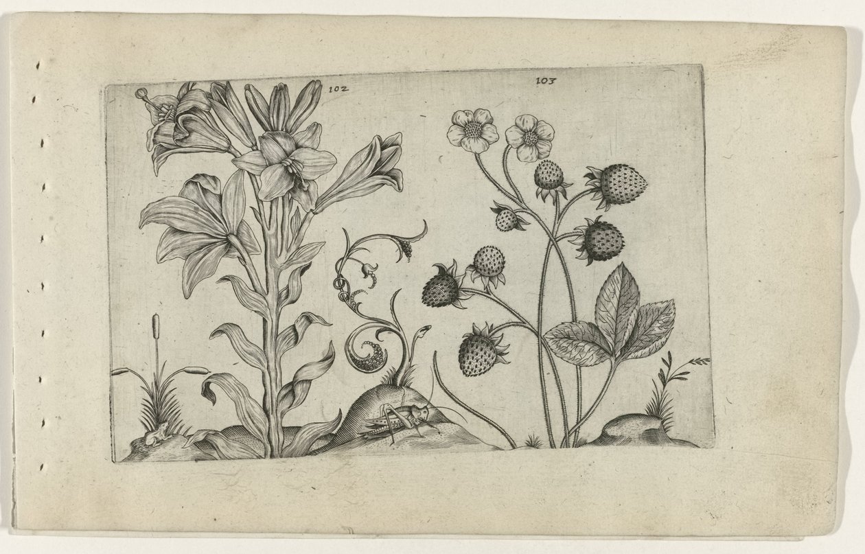 Madonnalelie en aardbei Zambakları bilin (dizi adı) by Crispijn van de Passe (I) (attributed to)