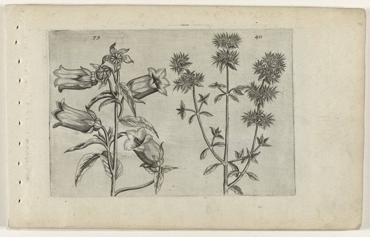 Mariette saat ve mercanköşk Cognoscite lilia (dizi adı) by Crispijn van de Passe (I) (attributed to)