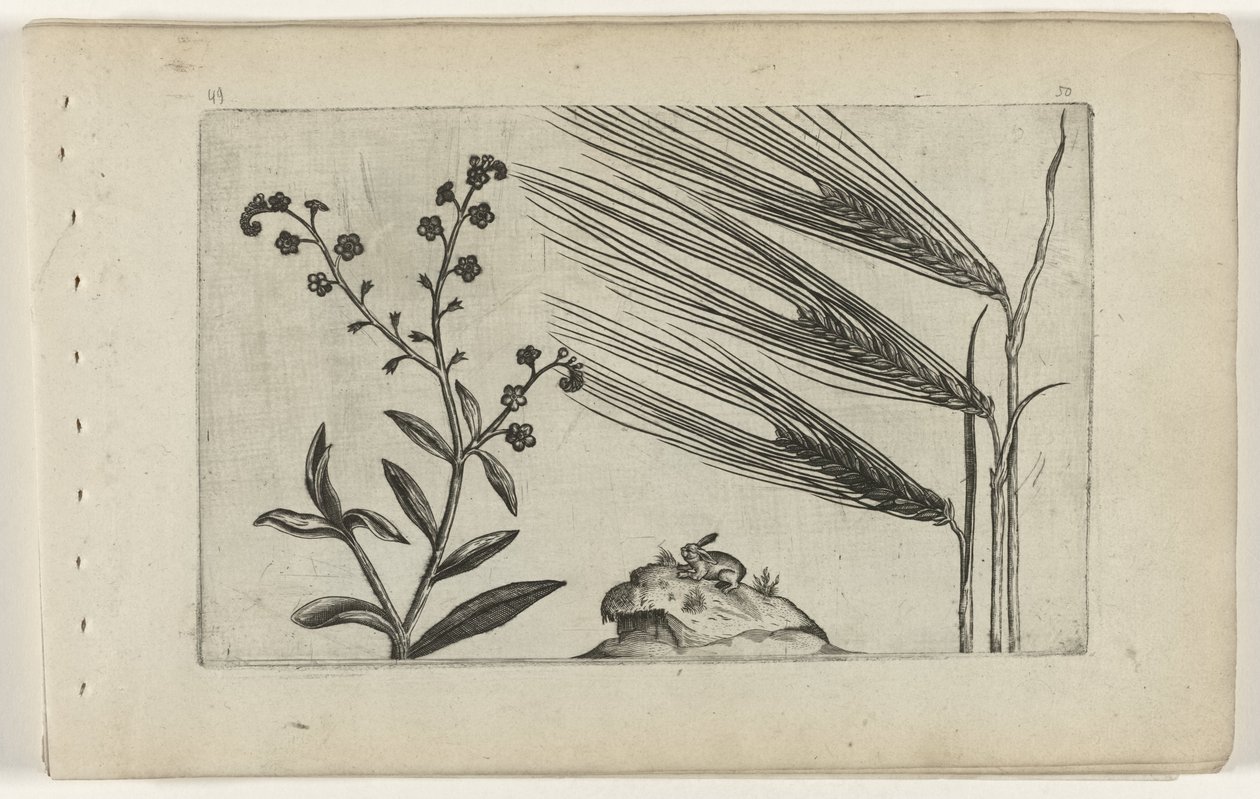 Bataklık unutma beni ve arpa Cognoscite lilia (dizi adı) by Crispijn van de Passe (I) (attributed to)