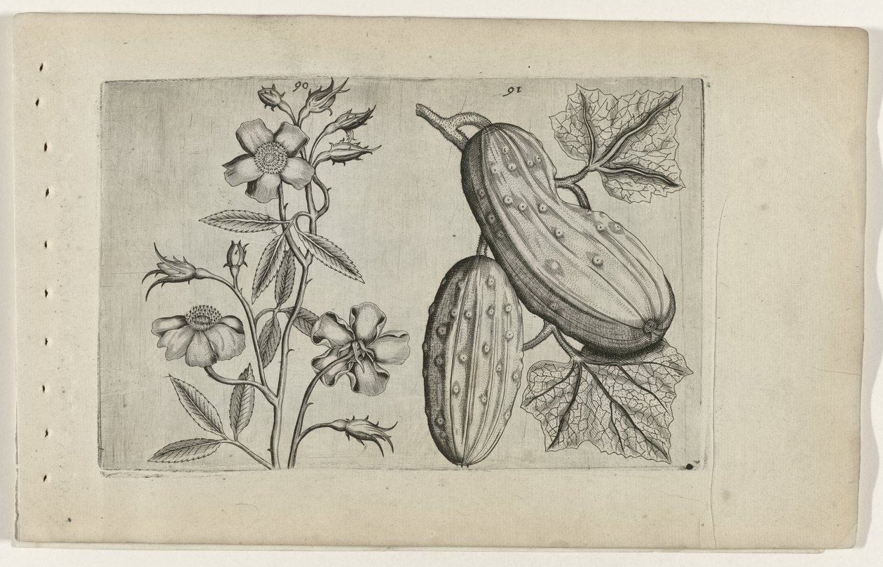 Muskusroos en komkommer Zambakları bilin (dizi adı) by Crispijn van de Passe (I) (attributed to)