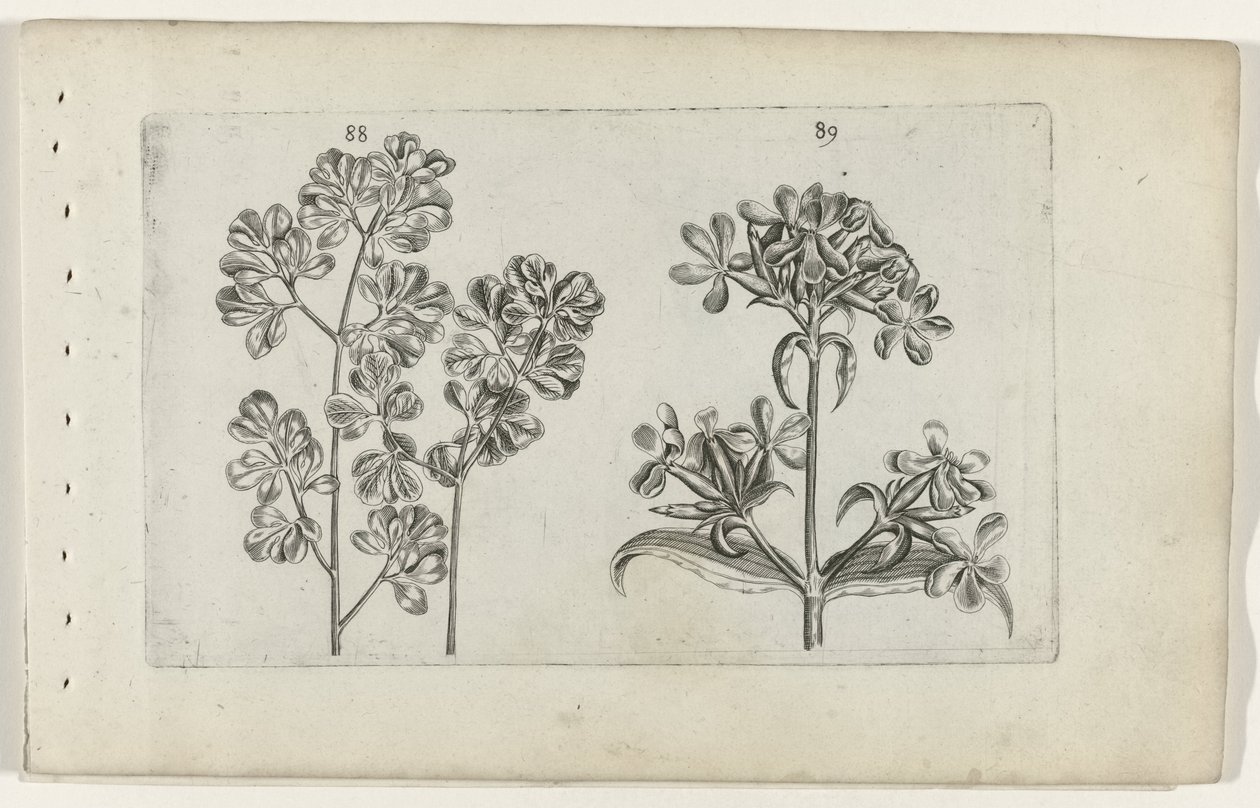 Duvar eğrelti otu ve sabun otu Cognoscite lilia (seri başlığı) by Crispijn van de Passe (I) (attributed to)