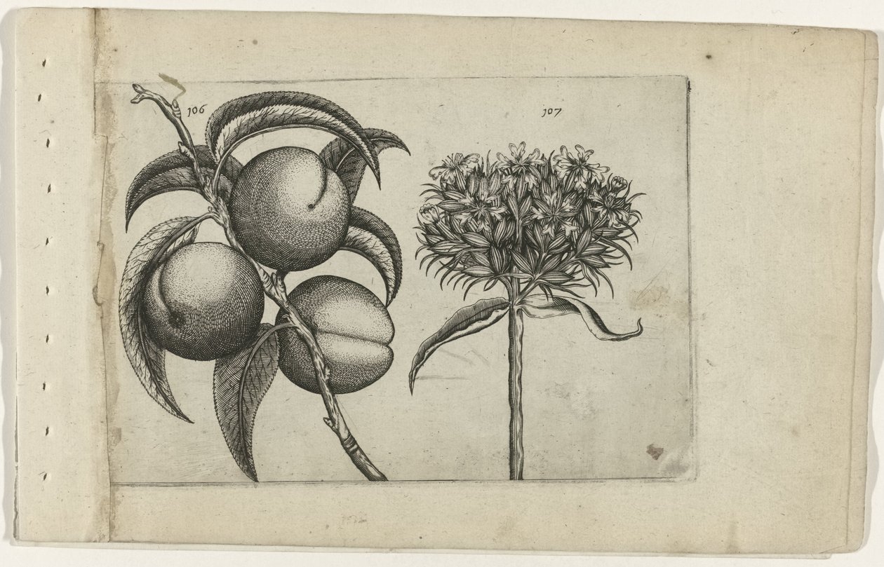 Şeftali ve yanan aşk Cognoscite lilia (dizi adı) by Crispijn van de Passe (I) (attributed to)