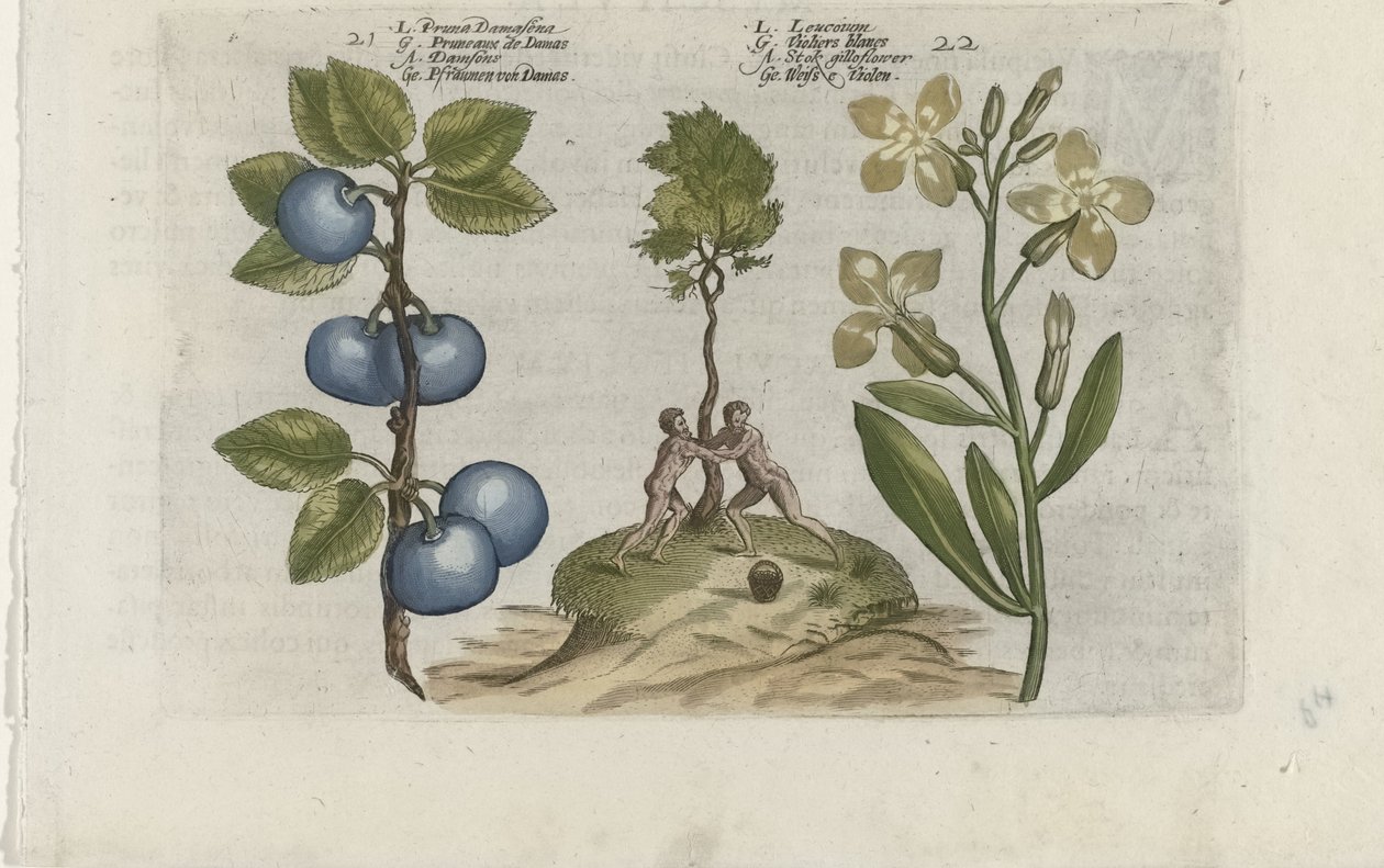Pruim en muurbloem Erik Damasena / Leucojum (nesne üzerindeki başlık) Zambakları bilin (dizi adı) by Crispijn van de Passe (I) (attributed to)